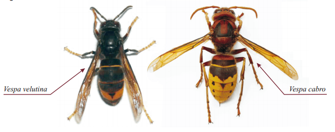 Differenze tra vespa velutina e calabrone