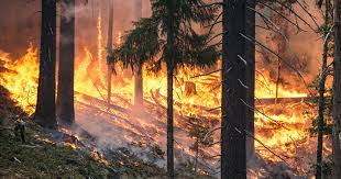 Incendi Boschivi